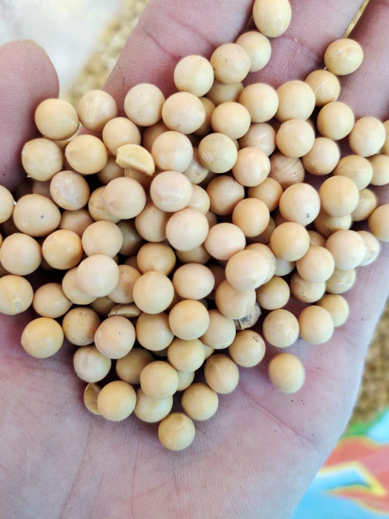 黄豆东北黄豆中粒黄豆质量好颗粒饱满