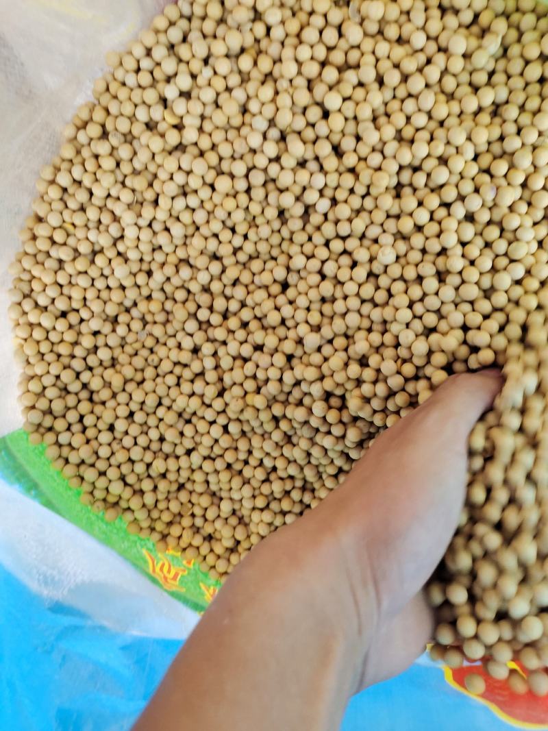 黄豆东北黄豆中粒黄豆质量好颗粒饱满