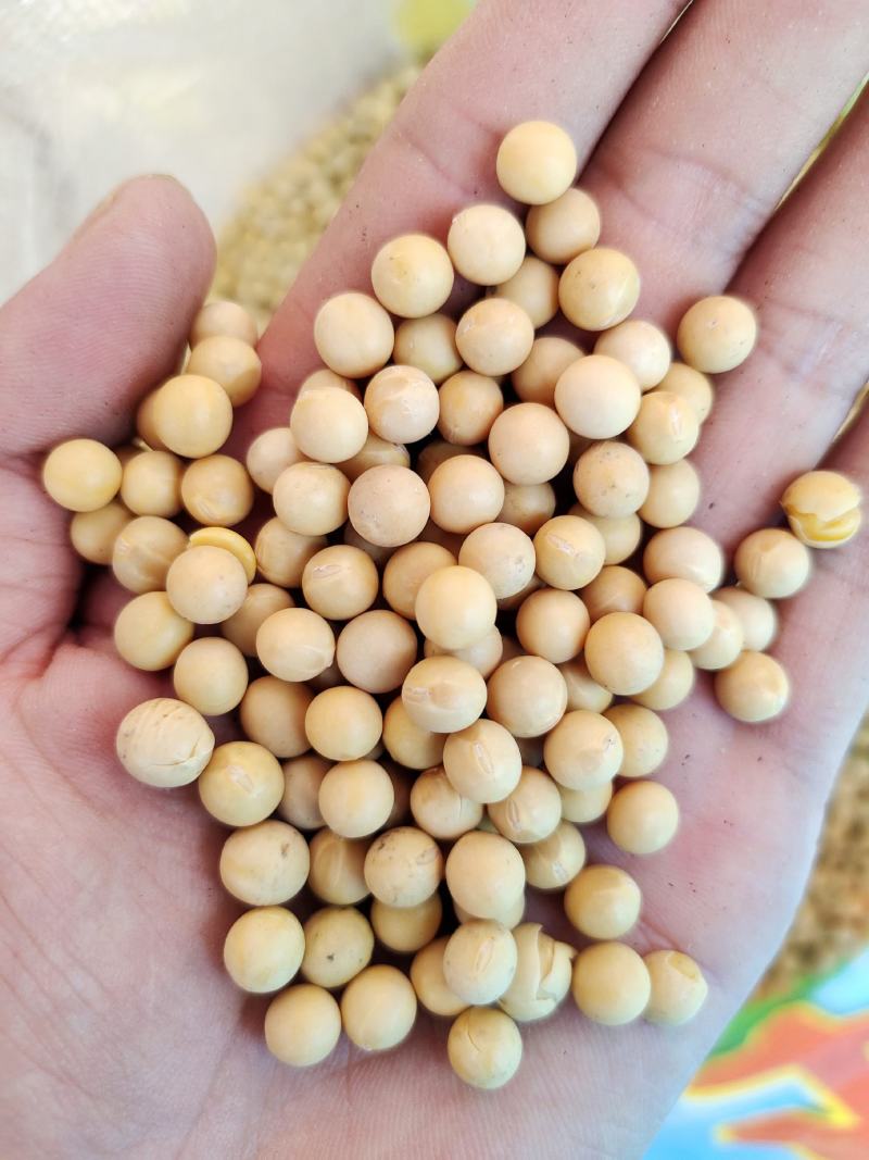 黄豆东北黄豆中粒黄豆质量好颗粒饱满