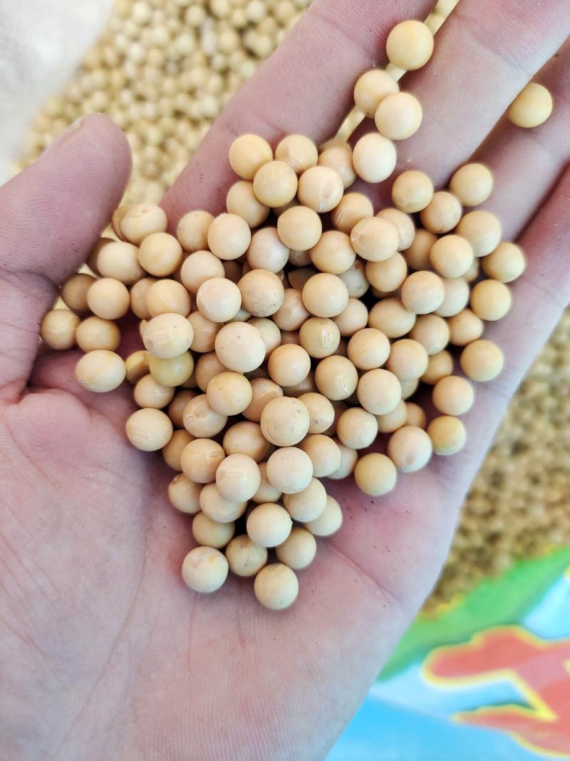 黄豆东北黄豆中粒黄豆质量好颗粒饱满
