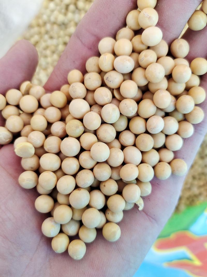 黄豆东北黄豆中粒黄豆质量好颗粒饱满