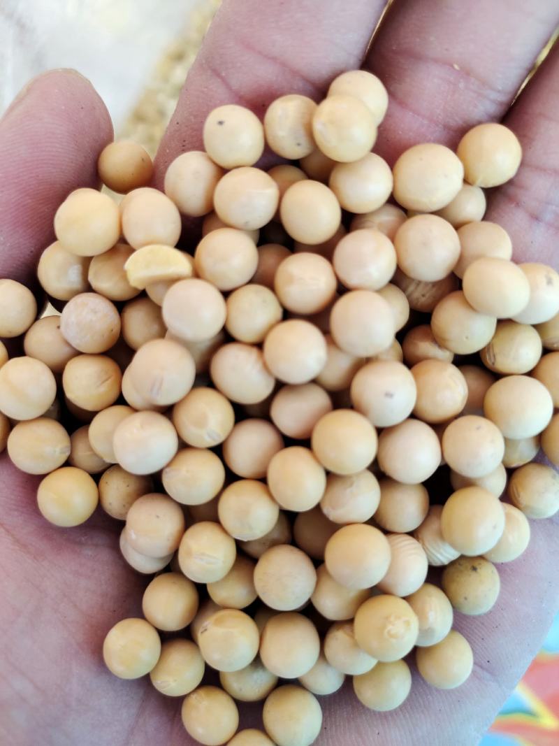 黄豆东北黄豆中粒黄豆质量好颗粒饱满