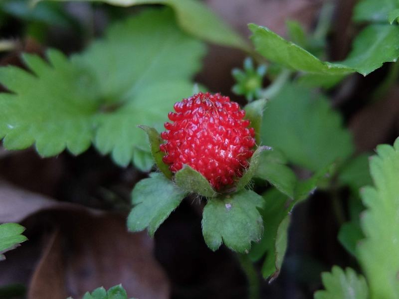 蛇莓种子野生草莓多年生园林地被花籽草坪点缀庭院盆栽花卉