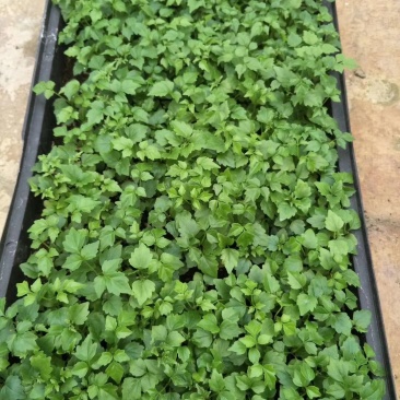 幸福树小福贵种苗四季常青观叶植物支持一件代发