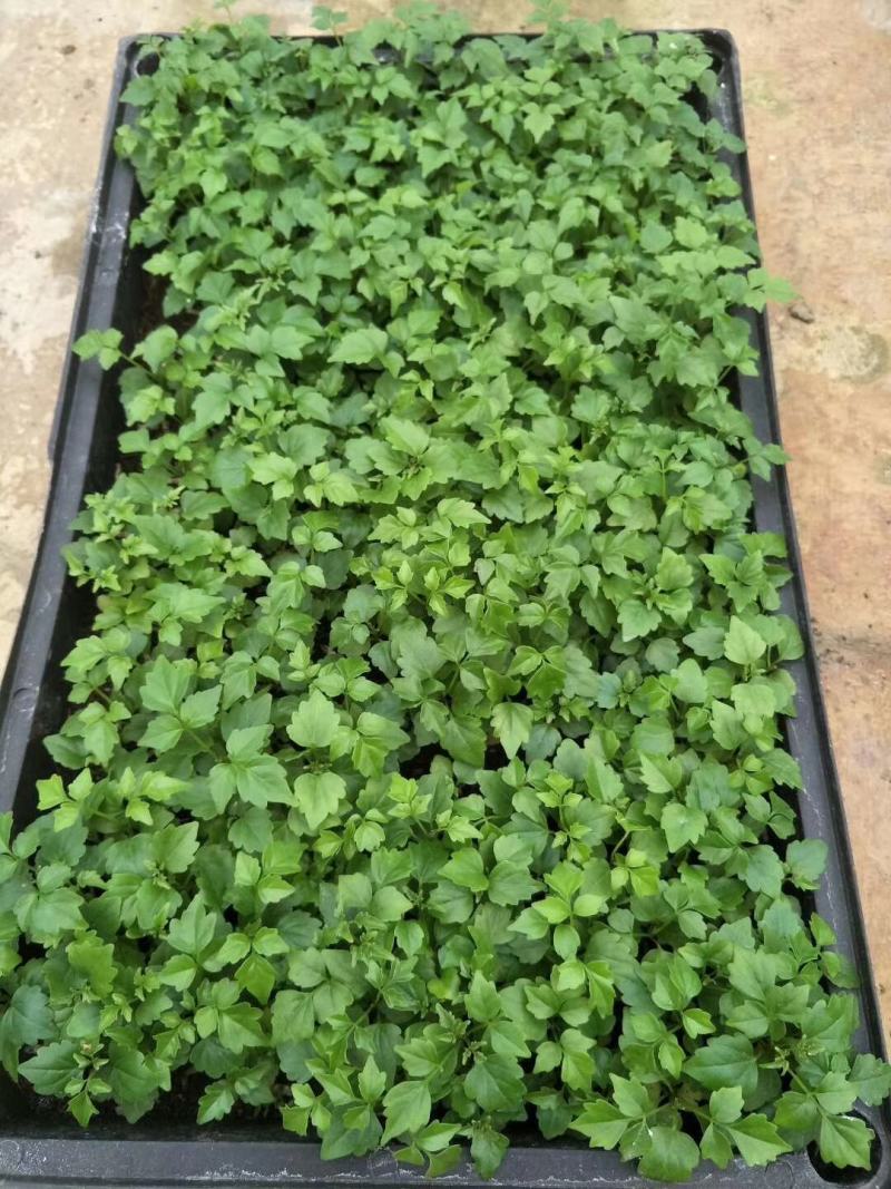 幸福树小福贵种苗四季常青观叶植物支持一件代发