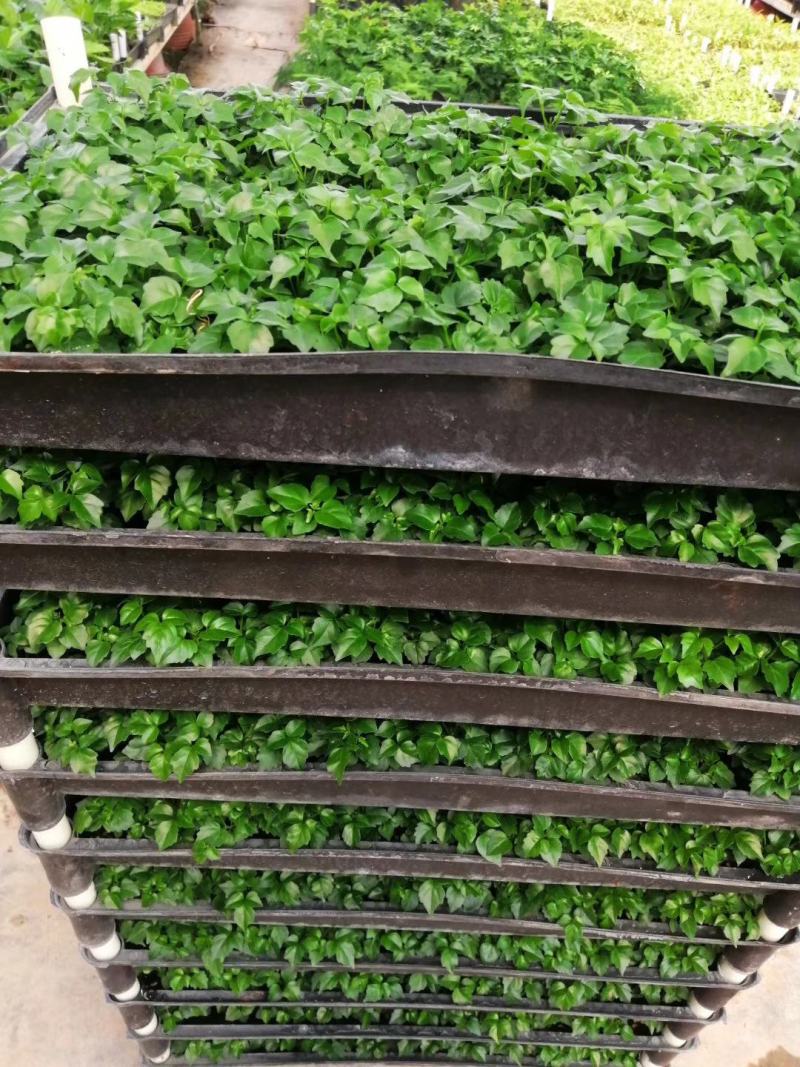幸福树小福贵种苗四季常青观叶植物支持一件代发