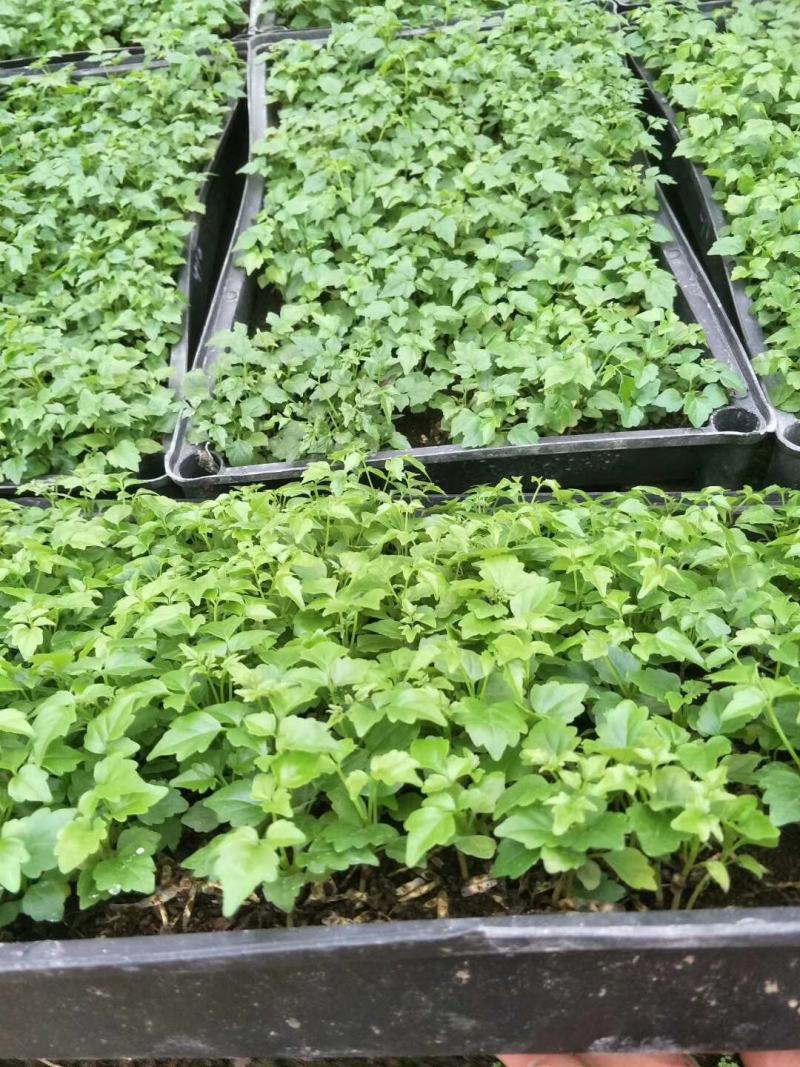 幸福树小福贵种苗四季常青观叶植物支持一件代发