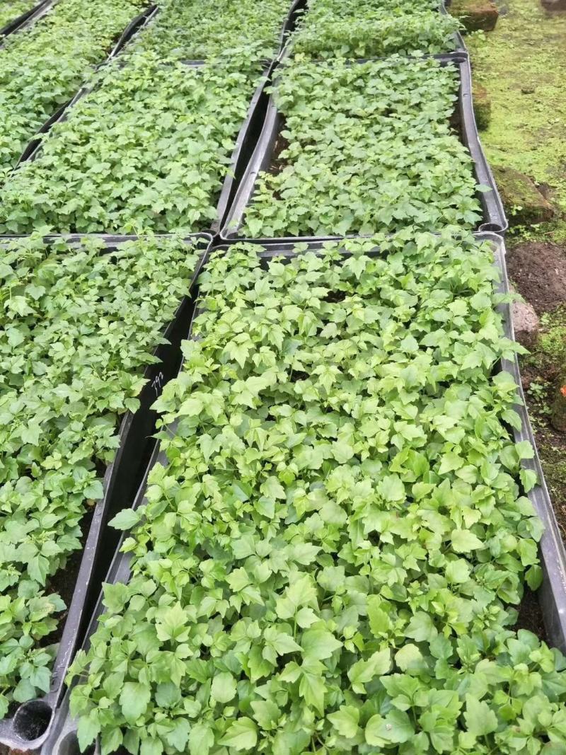 幸福树小福贵种苗四季常青观叶植物支持一件代发
