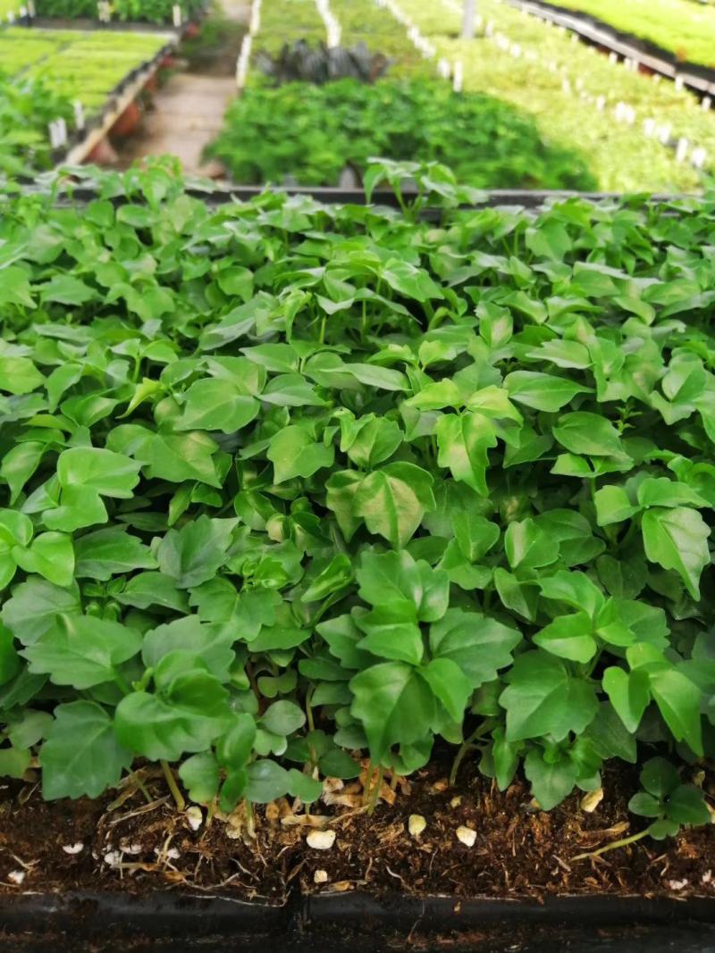 幸福树小福贵种苗四季常青观叶植物支持一件代发