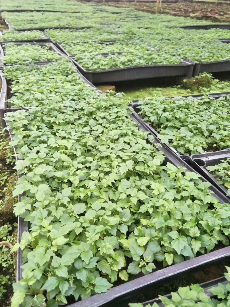 幸福树小福贵种苗四季常青观叶植物支持一件代发