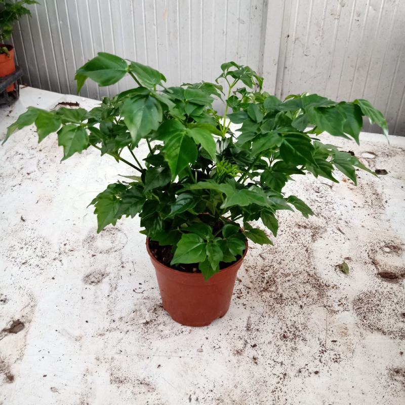 幸福树小福贵种苗四季常青观叶植物支持一件代发