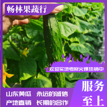 黄瓜/精品油亮黄瓜（大中小条）/蔬菜/产地直供