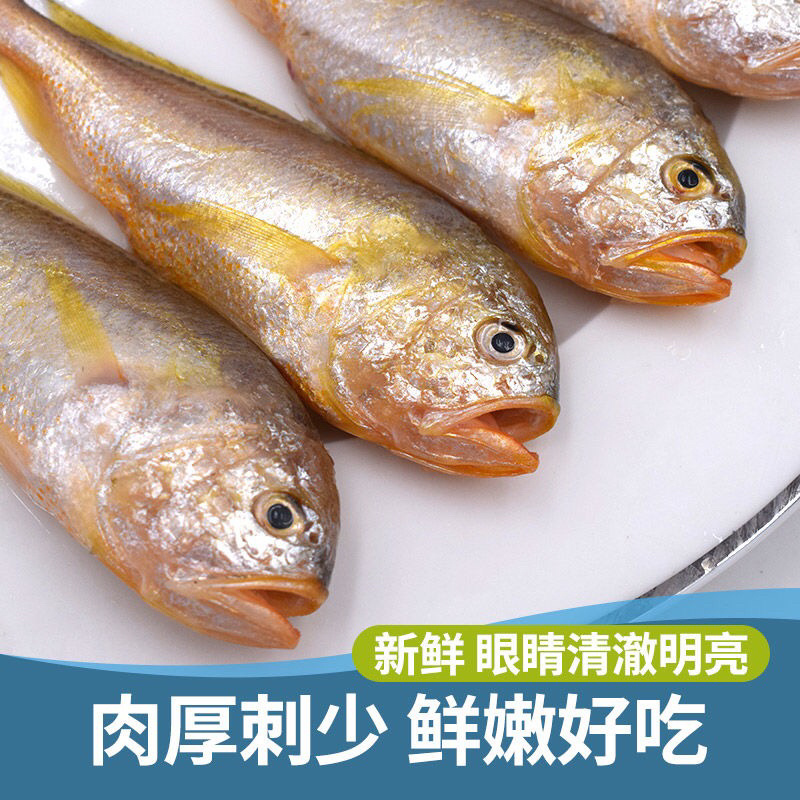 新鲜速冻小黄鱼黄花鱼码头直发货物新鲜