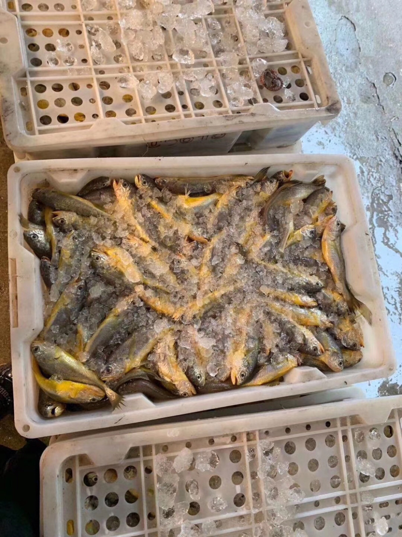 新鲜速冻小黄鱼黄花鱼码头直发货物新鲜