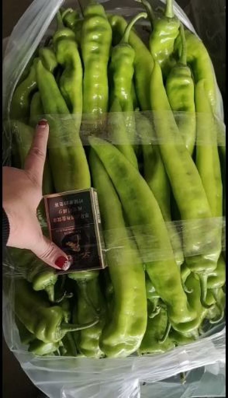【热销】精品尖椒种植基地一手货源