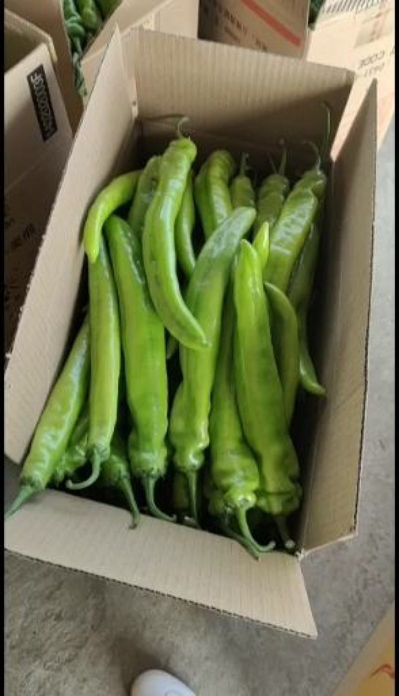 【热销】精品尖椒种植基地一手货源