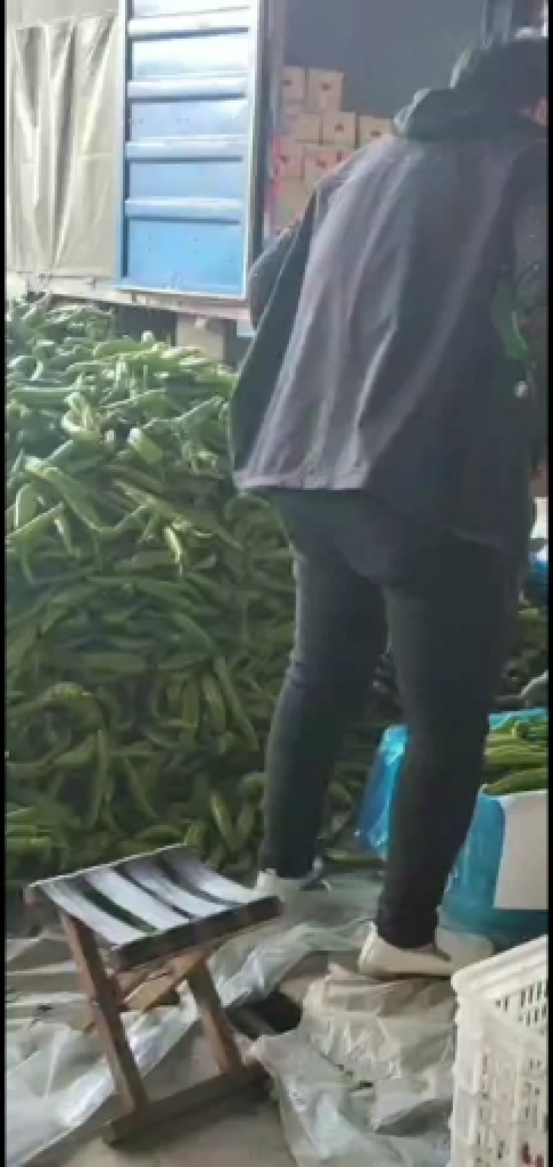 【热销】精品尖椒种植基地一手货源