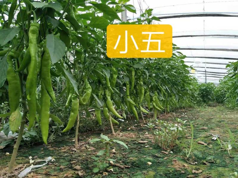 【热销】精品尖椒种植基地一手货源