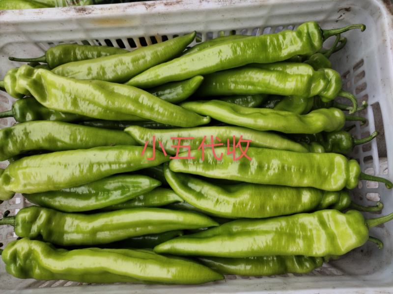 【热销】精品尖椒种植基地一手货源