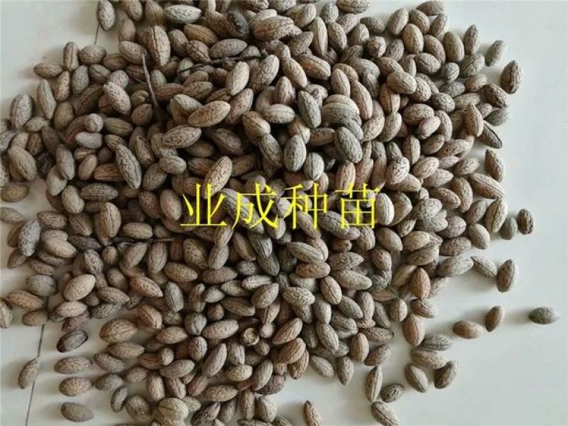山杜英种子优质种籽林木种子