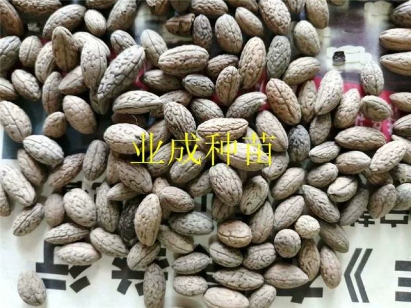 山杜英种子优质种籽林木种子