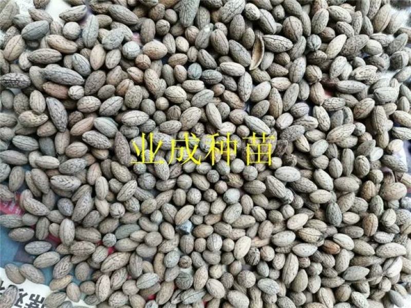 山杜英种子优质种籽林木种子