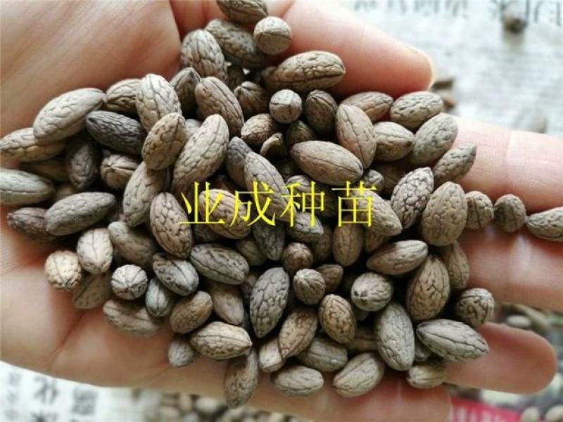 山杜英种子优质种籽林木种子