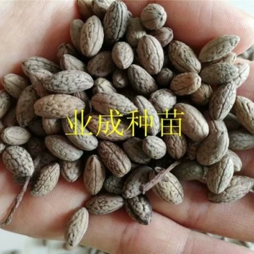 山杜英种子优质种籽林木种子