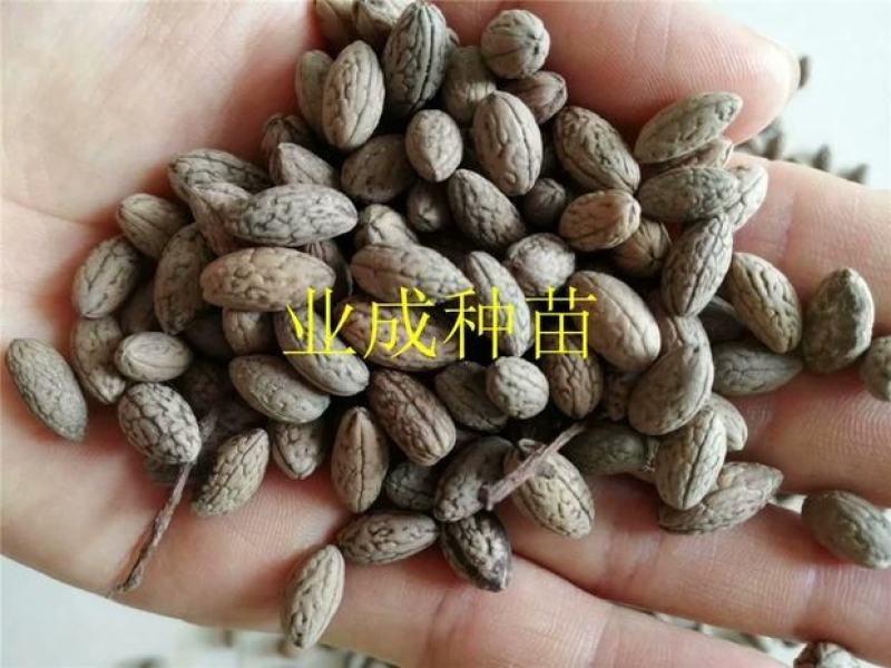 山杜英种子优质种籽林木种子