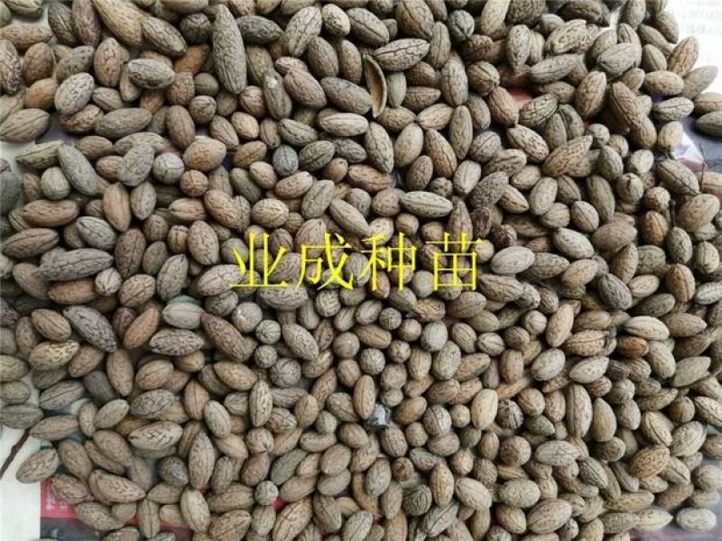 山杜英种子优质种籽林木种子