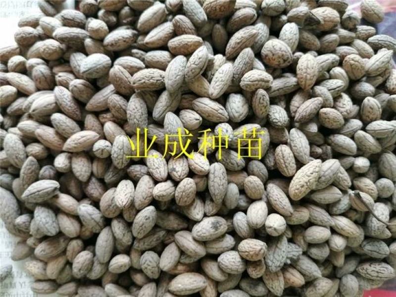 山杜英种子优质种籽林木种子