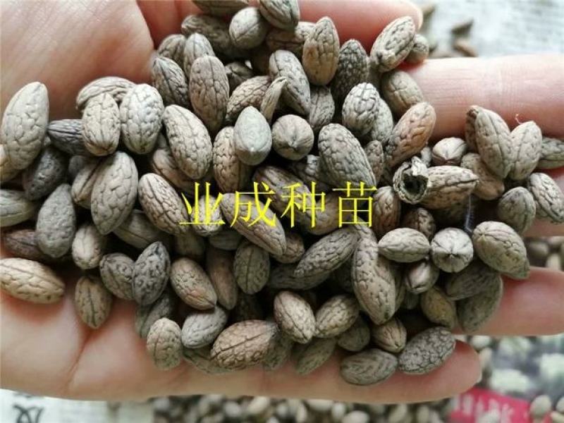 山杜英种子优质种籽林木种子