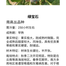 绿宝石蓝莓苗，品种纯度高，自家基地批发，没有中间商赚差价