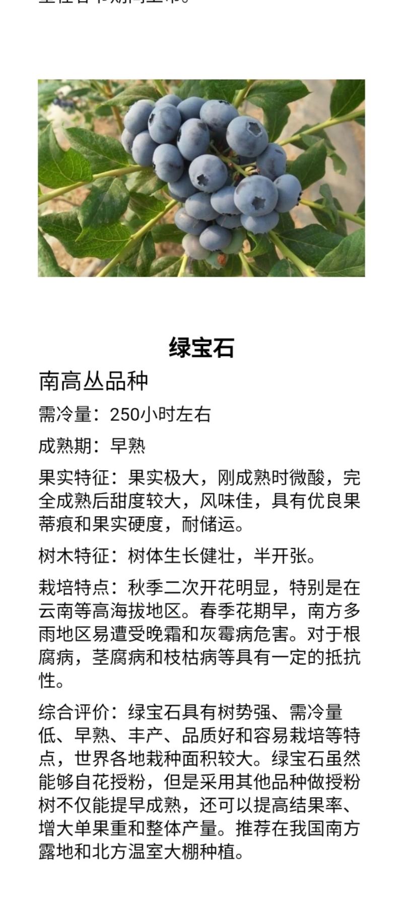 绿宝石蓝莓苗，品种纯度高，自家基地批发，没有中间商赚差价