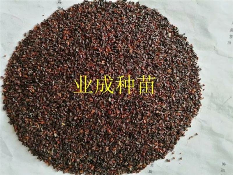 桉树种子柠檬桉种子白皮桉