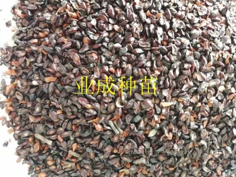 桉树种子柠檬桉种子白皮桉