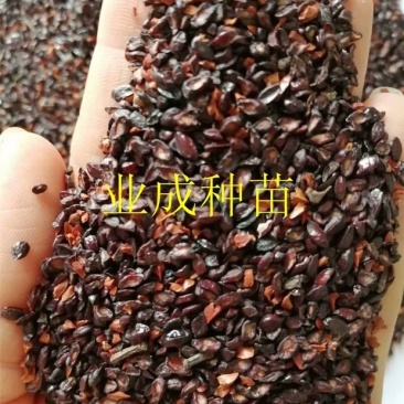 桉树种子柠檬桉种子白皮桉