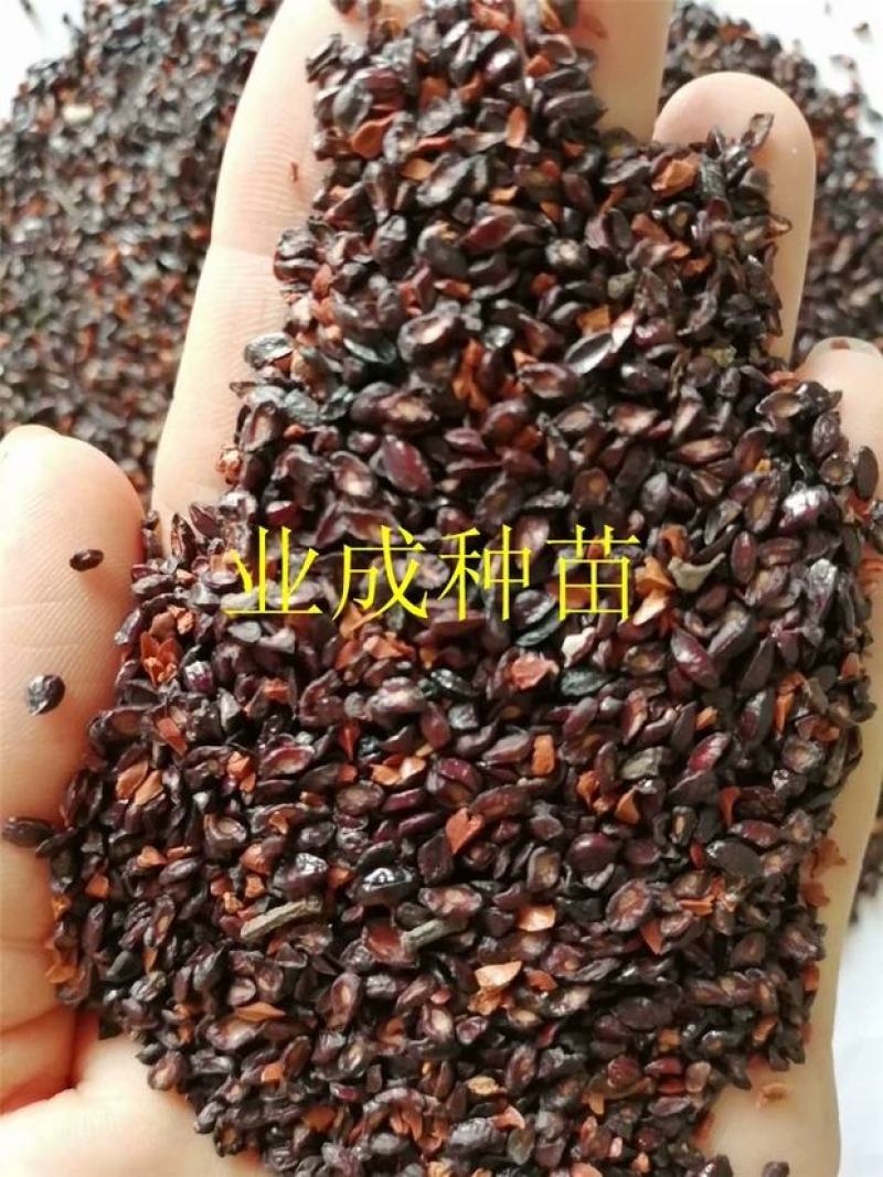 桉树种子柠檬桉种子白皮桉