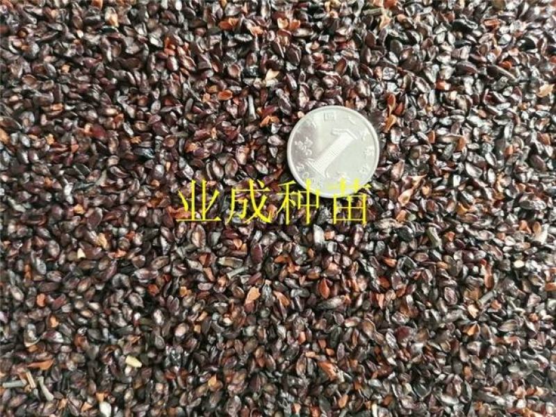 桉树种子柠檬桉种子白皮桉