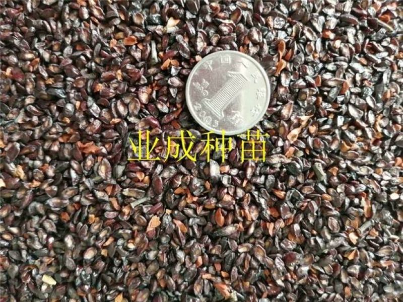 桉树种子柠檬桉种子白皮桉