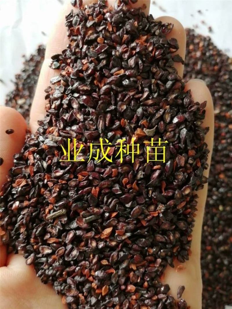 桉树种子柠檬桉种子白皮桉