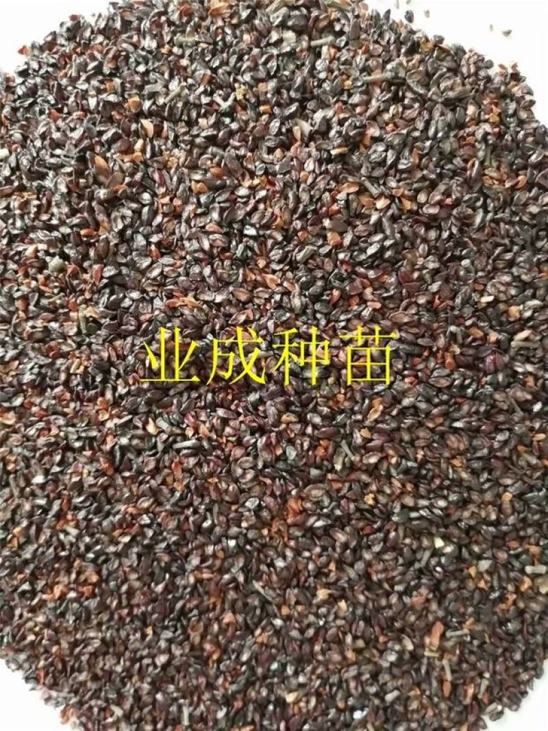 桉树种子柠檬桉种子白皮桉