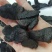 中药材怀熟地片熟地黄片熟地片，干净无杂质