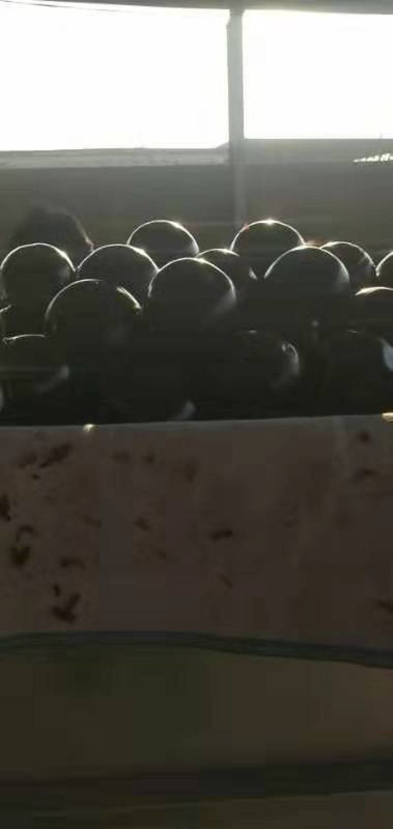 【推荐】精品圆茄一手货源常年代收果面光滑
