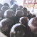 【推荐】精品圆茄一手货源常年代收果面光滑