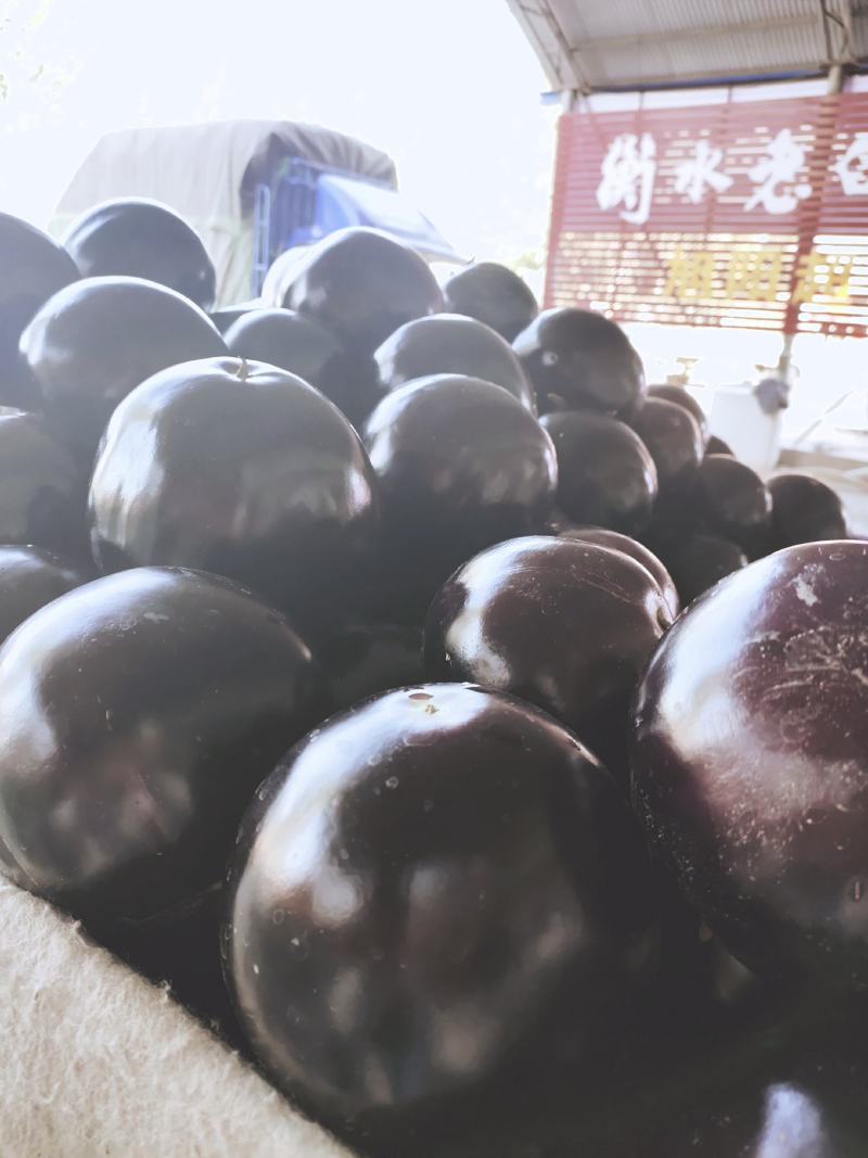 【推荐】精品圆茄一手货源常年代收果面光滑