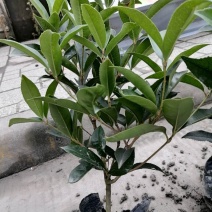桂花小苗杯苗，桂花小苗介绍，成都基地大量供应桂花小苗