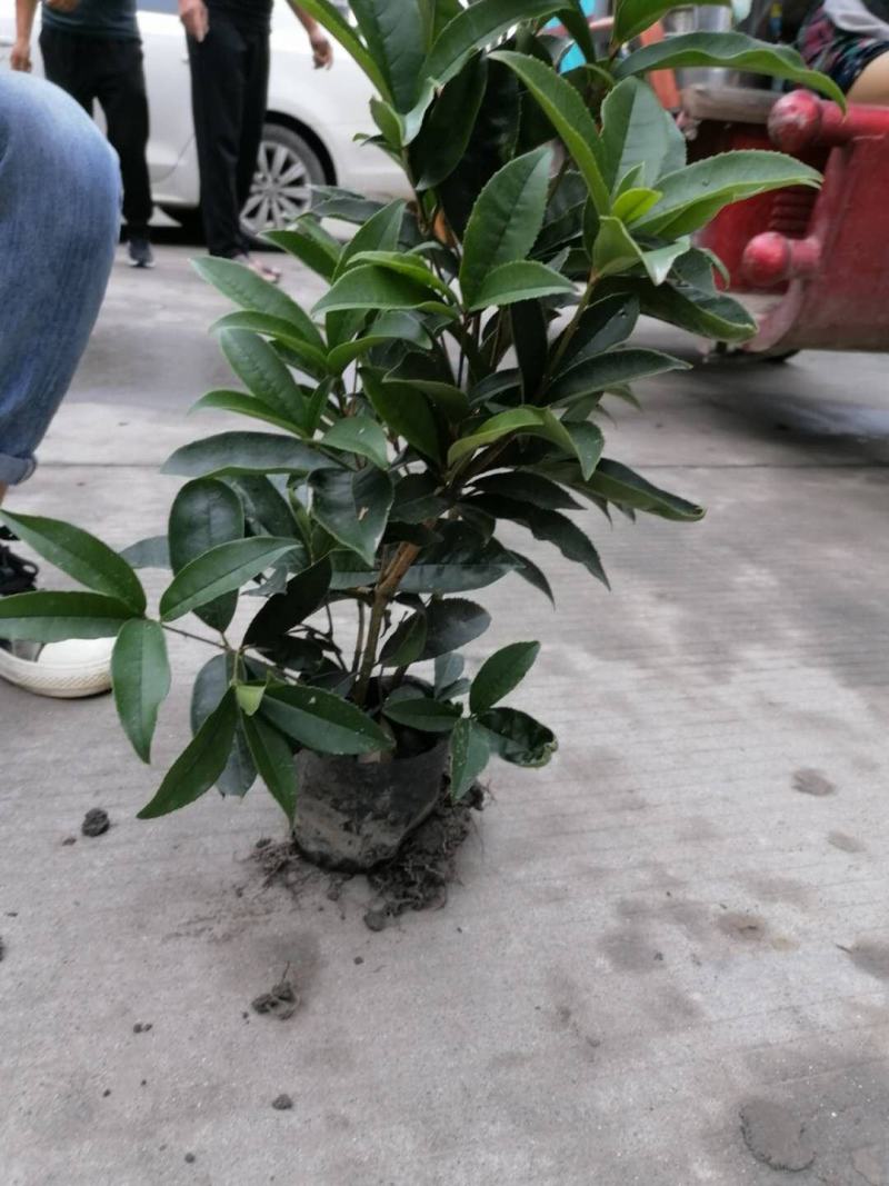 桂花小苗杯苗，桂花小苗介绍，成都基地大量供应桂花小苗