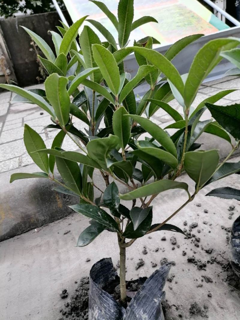 桂花小苗杯苗，桂花小苗介绍，成都基地大量供应桂花小苗