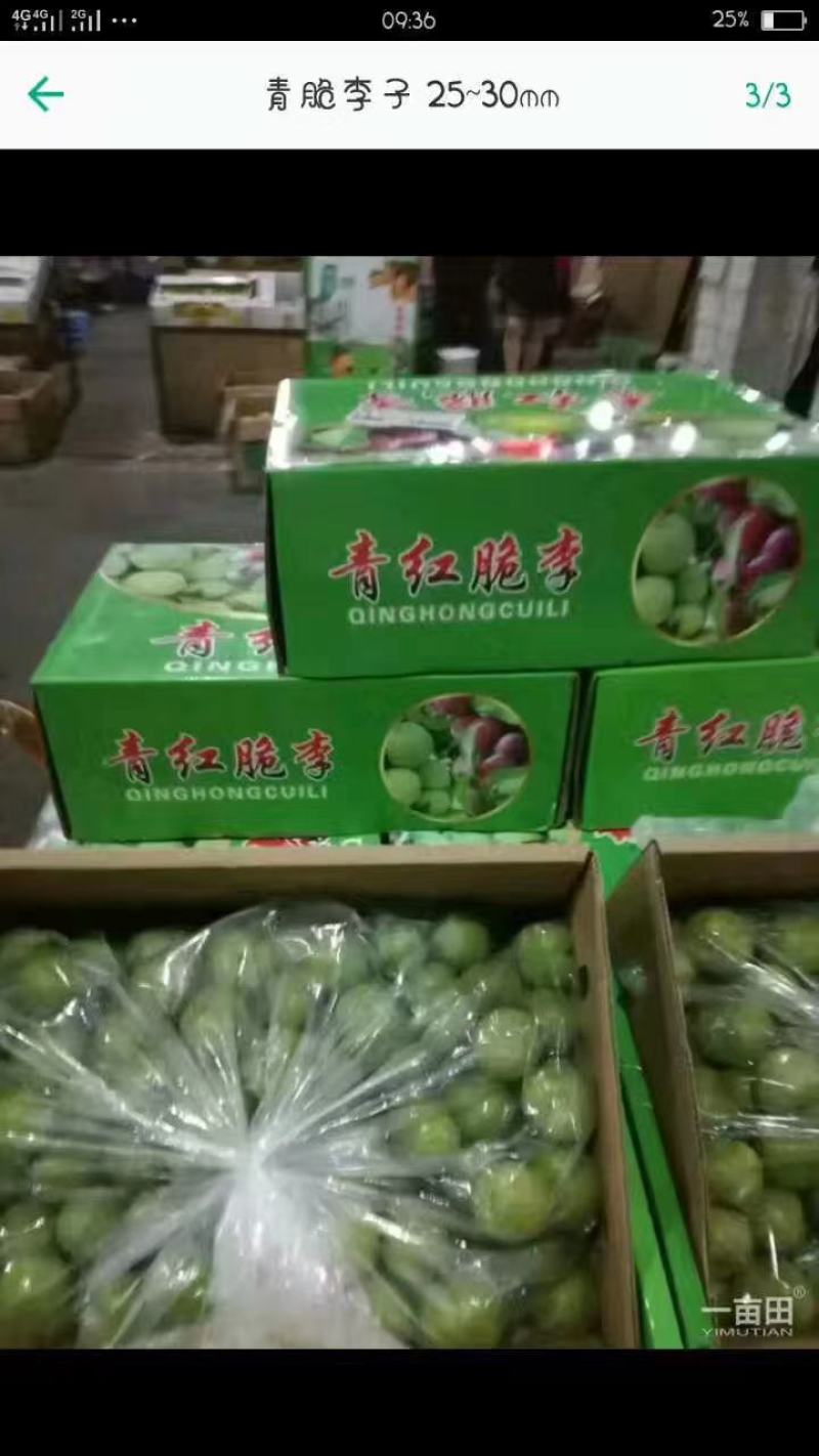 正宗阿坝州汶川青脆李，个头大，又脆又甜，有需要的老板欢迎